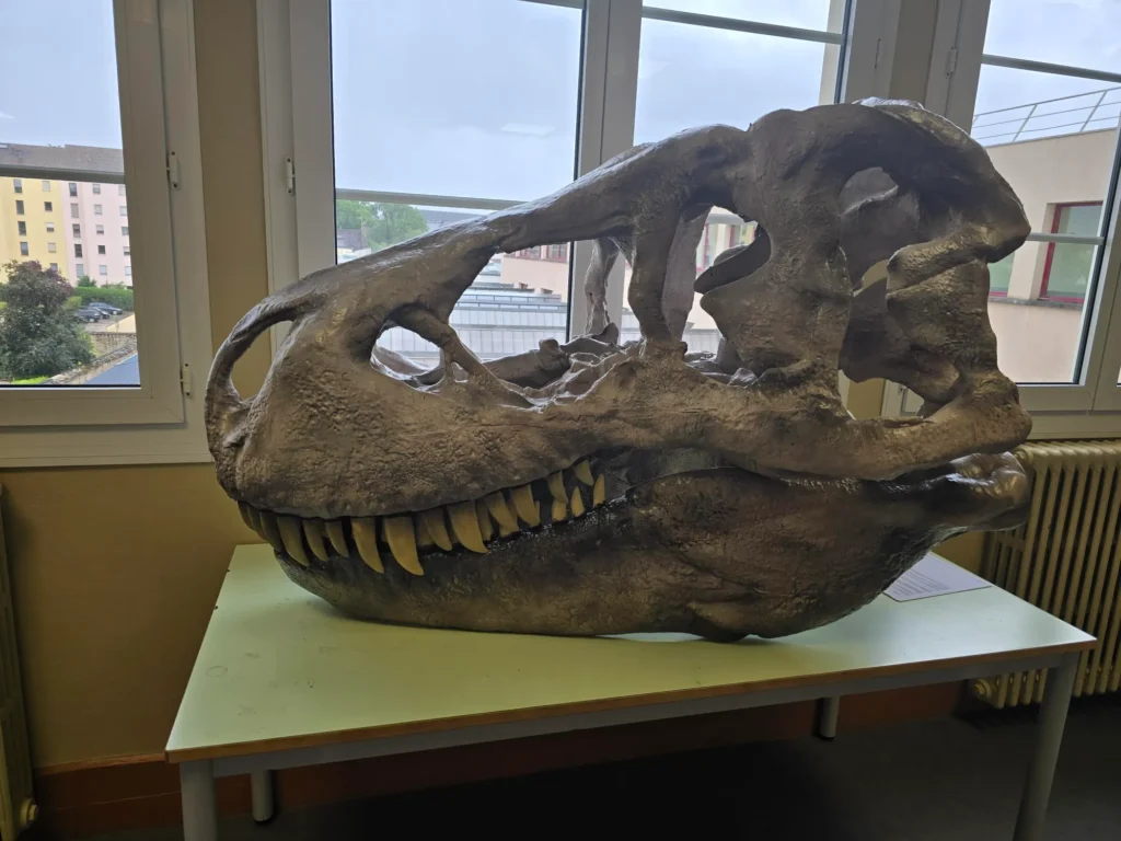 Groupe-Saint_Joseph_LaSalle_Dijon_ESJO_dinosaure_CPI_2025 (2)